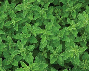 Oregano