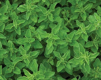 Oregano