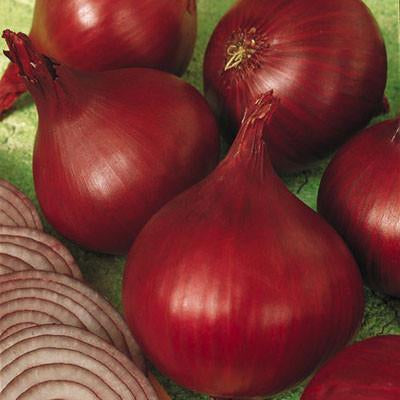 Onion, Red