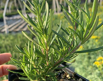 Rosemary