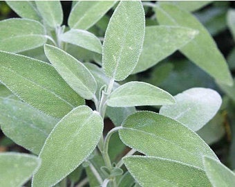 Sage