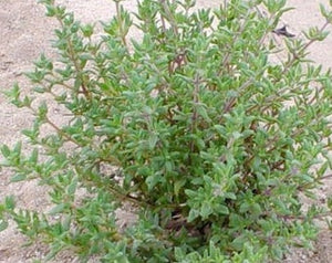 Thyme