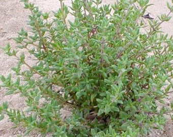 Thyme
