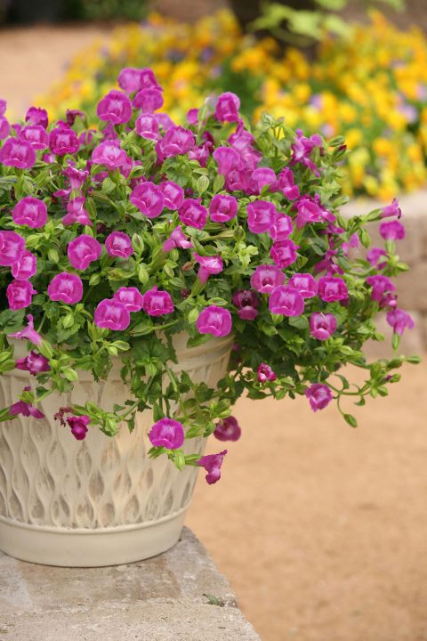 Torenia, Summer Wave Amethyst Large