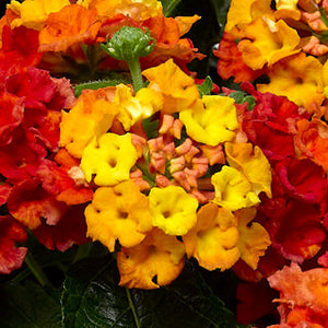 Hanging Basket Lantana, Bandana Mango