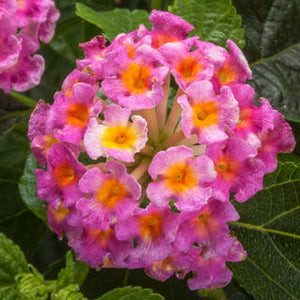 Hanging Basket Lantana, Bandana Pink