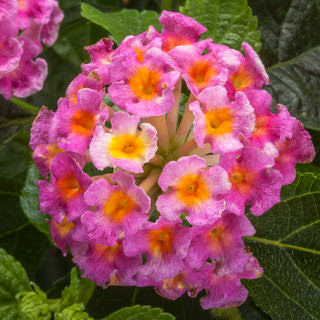 Hanging Basket Lantana, Bandana Pink