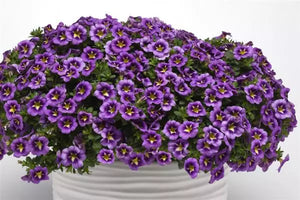 Hanging Basket Calibrachoa, Bumble Bee Blue