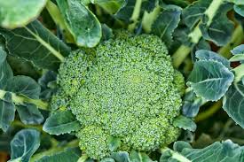 Broccoli, Green Magic