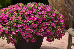 Hanging Basket Calibrachoa, Bumble Bee Pink