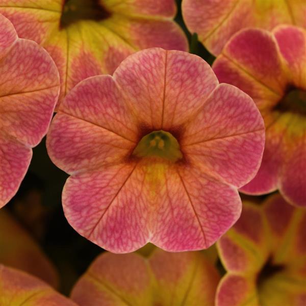 Hanging Basket Calibrachoa, Cha Cha Diva Apricot