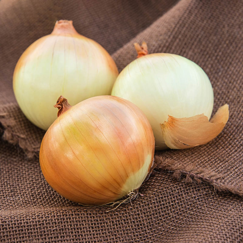 Onion, Sweet Candy