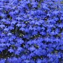 Lobelia Techno Cobalt Blue