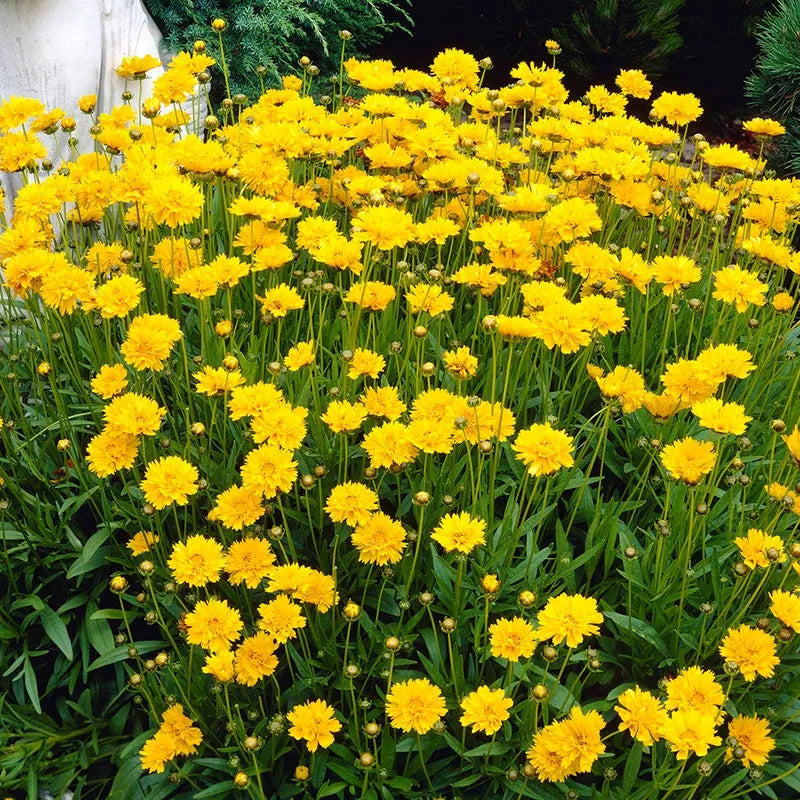 Coreopsis - Early Surise
