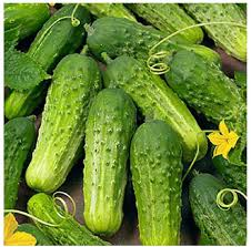 Cucumber - Pickle