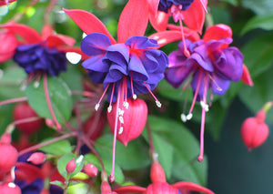 Hanging Basket Fuschia, Blue Eyes