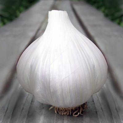 Garlic, Hardneck
