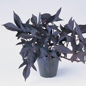 Ipomea, Blackie