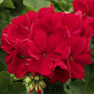 Hanging Basket Ivy Geranium, Caliope Large Dark Red