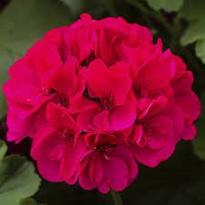 Hanging Basket Ivy Geranium, Caliope Large Magenta