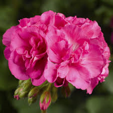Hanging Basket Ivy Geranium, Caliope Large Pink