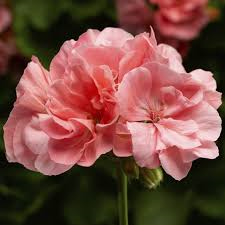 Hanging Basket Ivy Geranium, Caliope Large Salmon