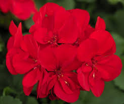 Hanging Basket Ivy Geranium, Caliope Large Scarlet Fire