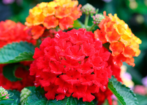 Hanging Basket Lantana, Bandana Red