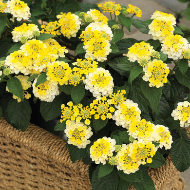 Lantana Bandana Lemon Zest