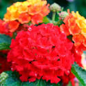 Lantana  Bandana Red