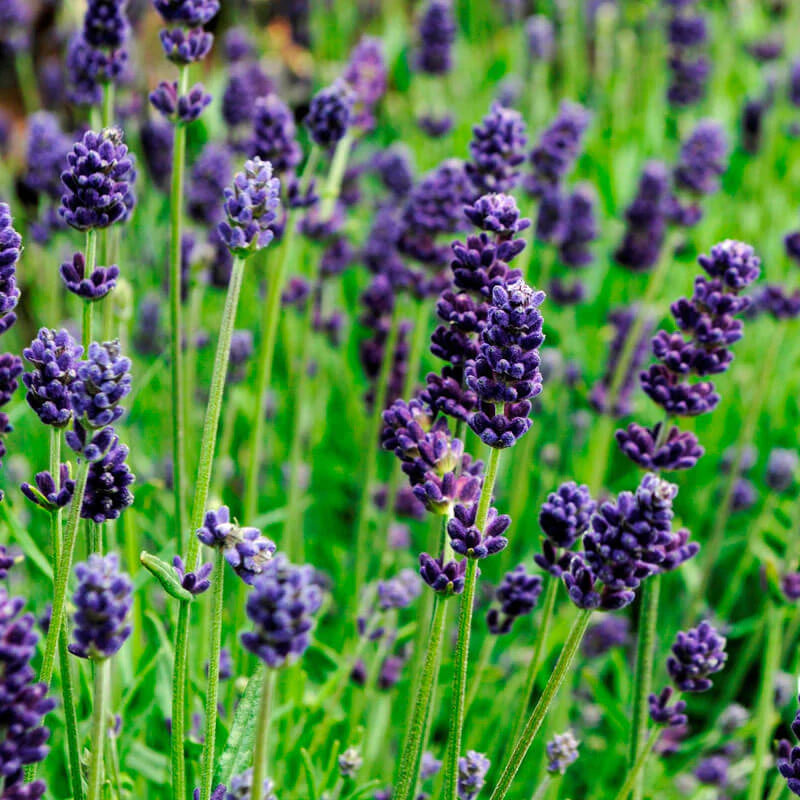 Lavender, Ellagance