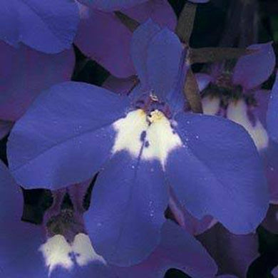 Lobelia Midnight Blue