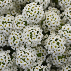 Lobularia, Easy Breezy White