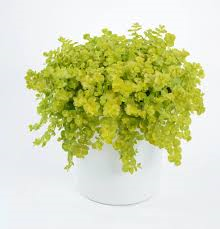Lysimachia Goldii