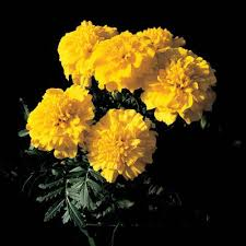 Marigold Bonanza Yellow