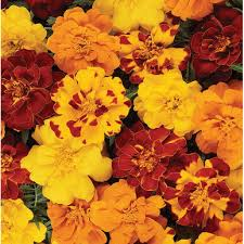 Marigold Durango Ourback Mix