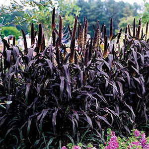 Ornamental Millet, Purple Majesty