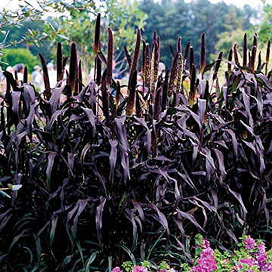 Ornamental Millet, Purple Majesty