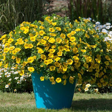 Load image into Gallery viewer, Hanging Basket Calibrachoa, Minifamous Neo Yellow Deep
