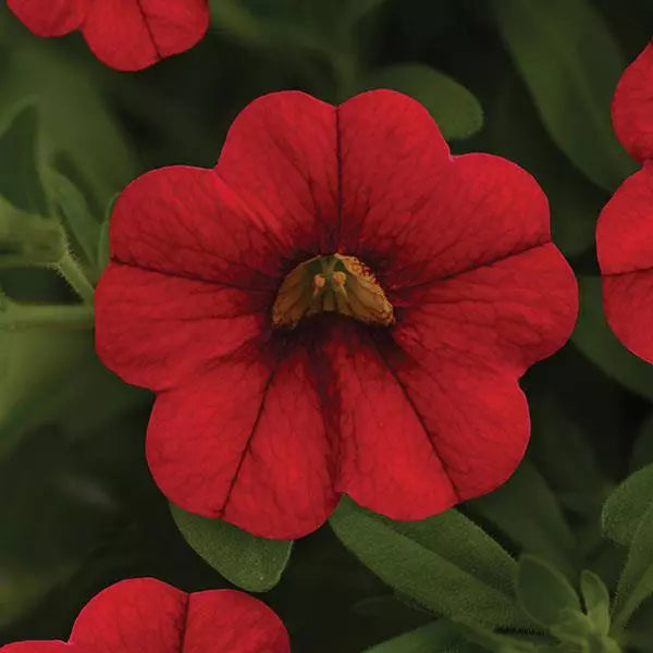 Hanging Basket Calibrachoa, Minifamous Neo Vampire