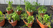 Load image into Gallery viewer, Assorted Herbs Planter
