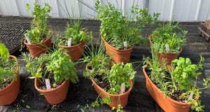 Assorted Herbs Planter