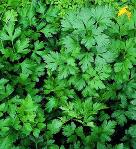 Parsley Italian Flat Leaf