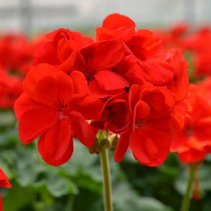 Geraniums, Zonal, Patriot Bright Red