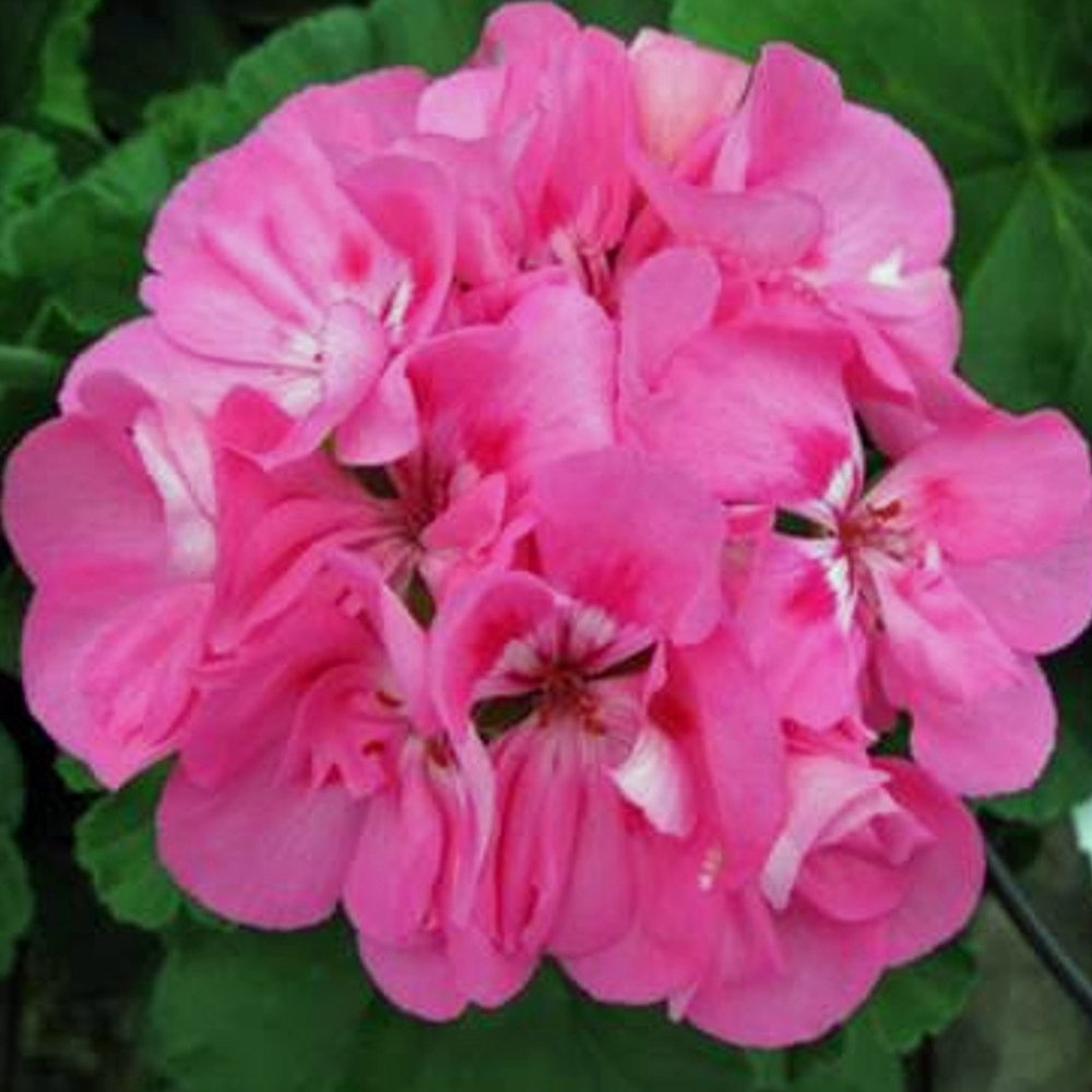 Geraniums, Zonal, Patriot Tickled Pink