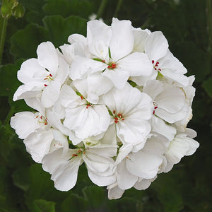 Geraniums, Zonal, Patriot White