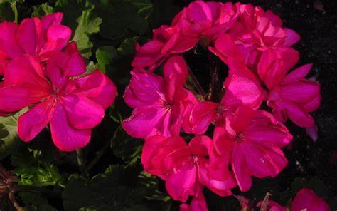 Geraniums, Zonal, Patriot Cherry Rose