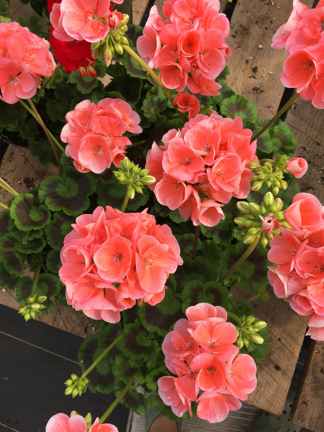 Geraniums, Zonal, Patriot Salmon