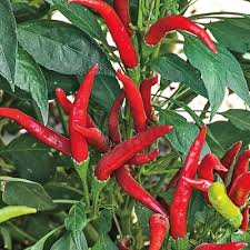 Cayenne Dragon