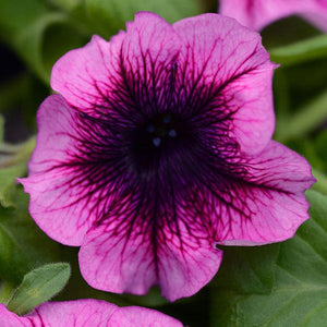 Hanging Basket Petunia, Main Stage Blueberry